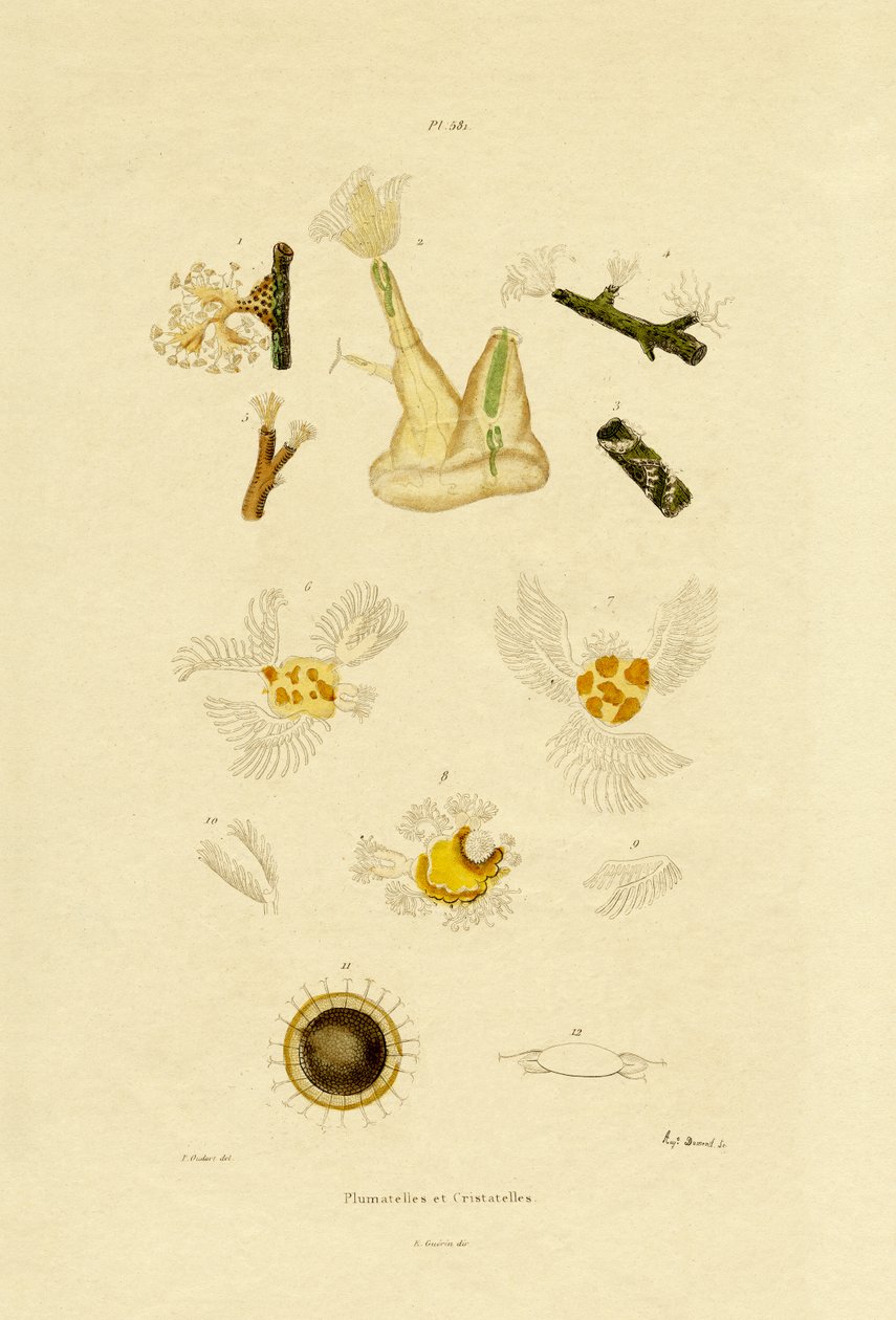 息肉，1833-39 作者 法语学校