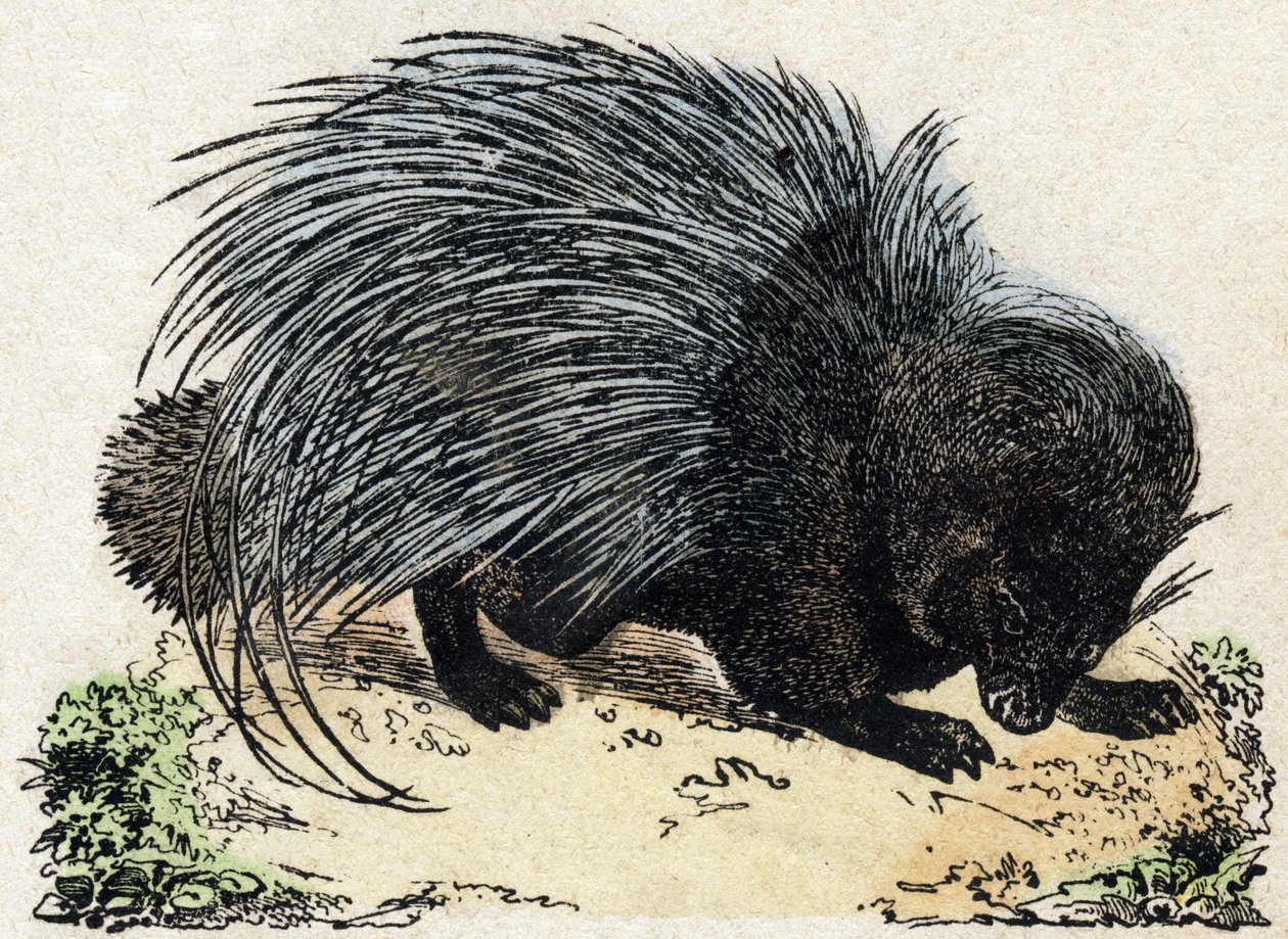 Porc-epic（猪史诗）。 雕刻在“”Alphabet des animaux sauvages””。 第 9 个系列。 埃皮纳勒 (Epinal)、佩勒林 (Pellerin) 的图像，大约 1870 年。木版画，钢印。 16 页。 昏暗：20 x 15 厘米。 私人收藏 作者 法语学校