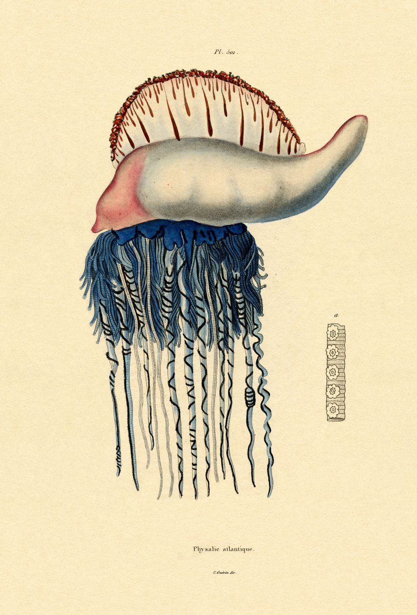 葡萄牙人的战争，1833年至1939年 作者 法语学校