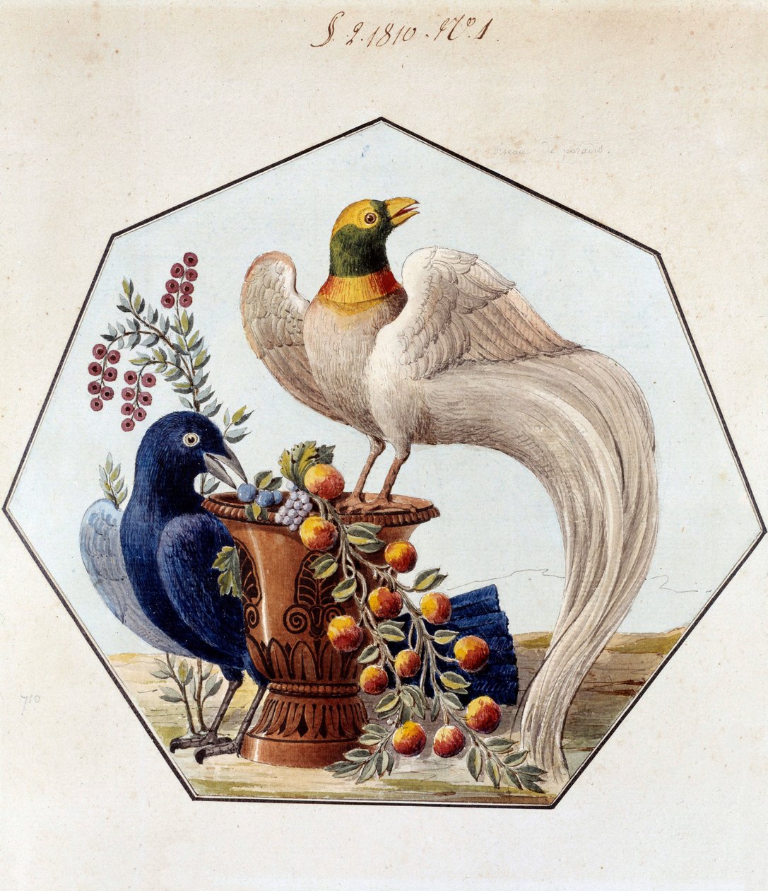 Alexandre Brongniart (1770-1847)的瓷器中的鸟类表项目。1810年 塞夫勒，塞夫勒制造厂档案馆 作者 法语学校