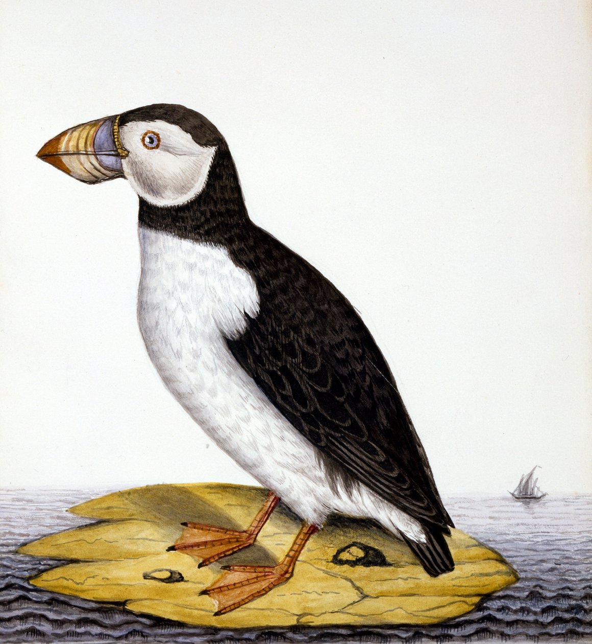 Puffin，marmon fratercula，c.1840（纸上wc） 作者 法语学校