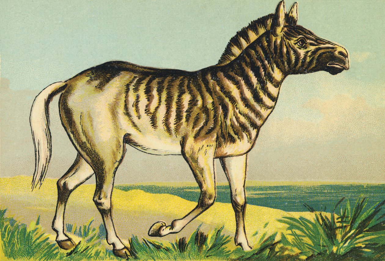 Q为Quagga（或Couagga，1883年染色的斑马亚种） 作者 法语学校