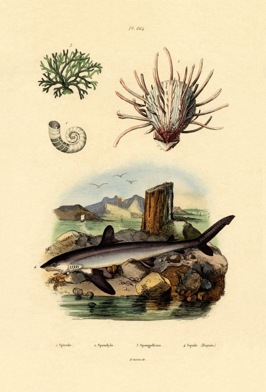 Rams Horn Squid，1833-39 作者 法语学校