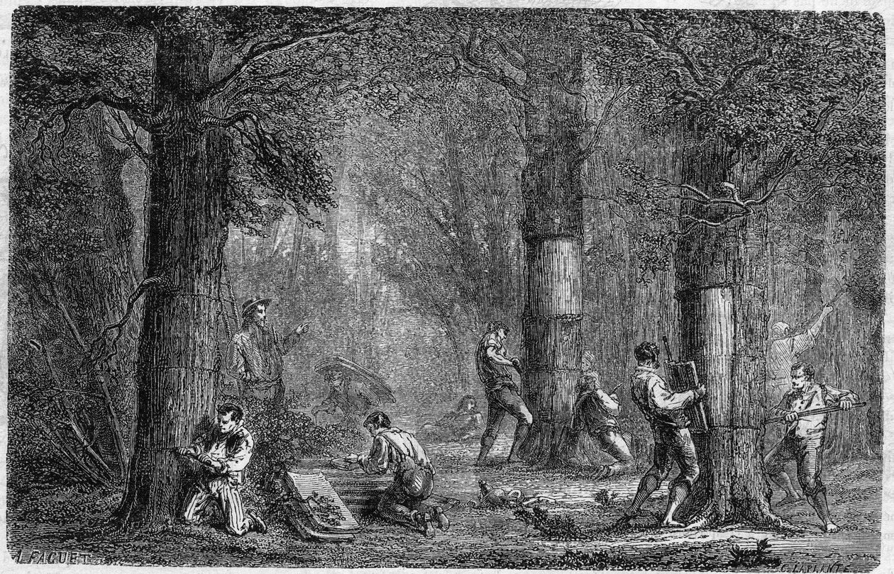 liege橡树（橡树-liege）树皮的回收。雕刻于1864年12月3日出版的《世界画报》第399期上，由Louis Figuier创作的《植物史》。 作者 法语学校