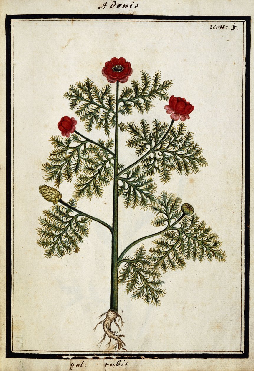 红阿多尼斯（Red Adonis），约1700 作者 法语学校