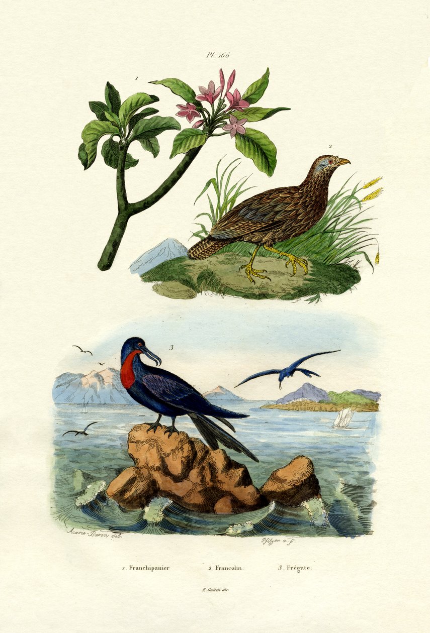 红色素馨花，1833-39 作者 法语学校