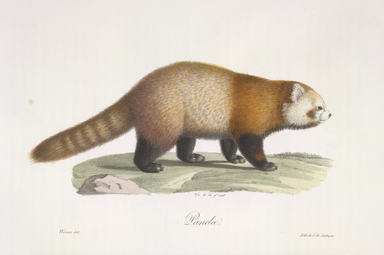小熊猫Ailurus fulgens，选自《哺乳动物自然史》（彩色石印版） 作者 法语学校