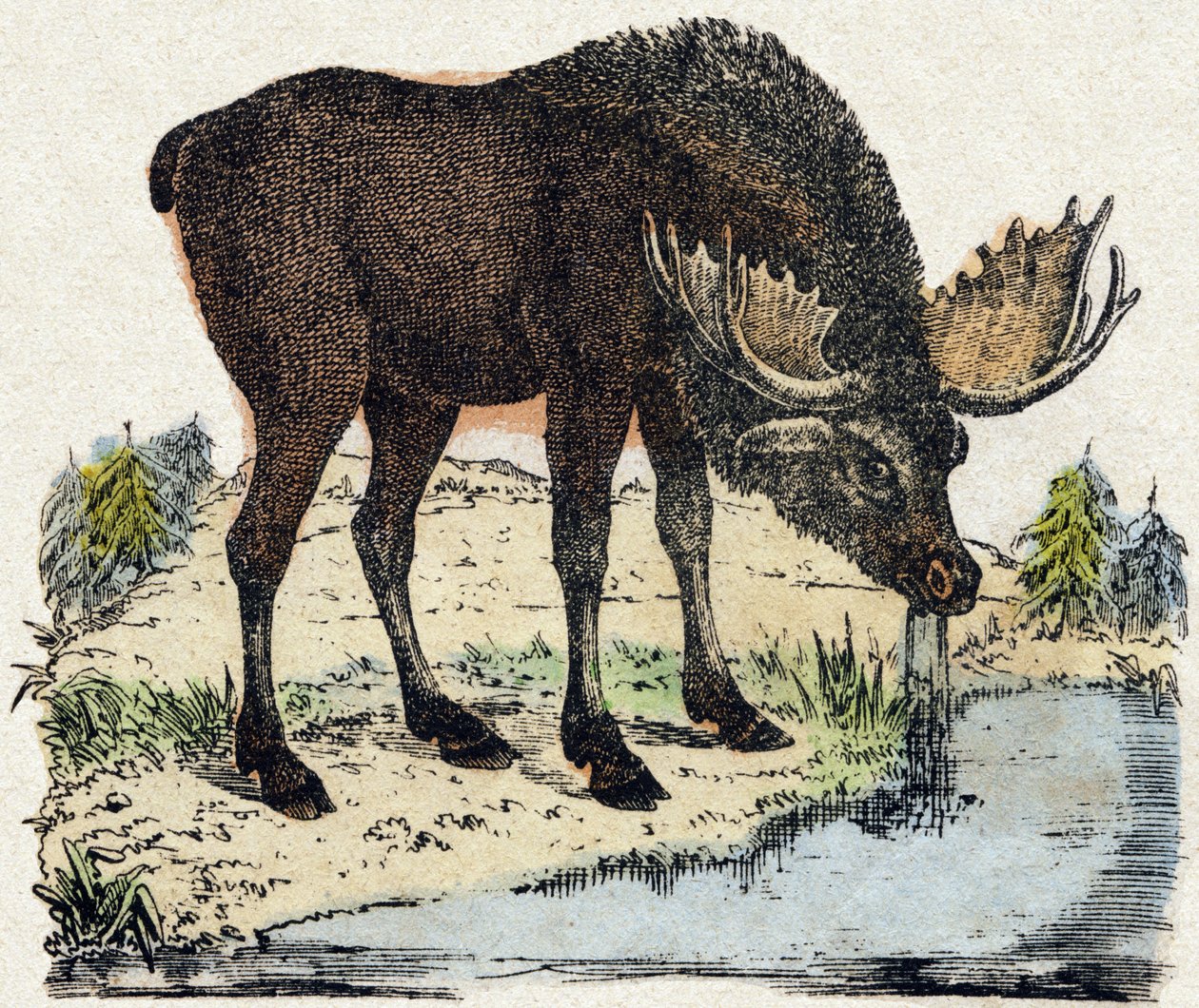 驯鹿。 雕刻在“”Alphabet des animaux sauvages””。 第 9 个系列。 埃皮纳勒 (Epinal)、佩勒林 (Pellerin) 的图像，大约 1870 年。木版画，钢印。 16 页。 昏暗：20 x 15 厘米。 私人收藏 作者 法语学校