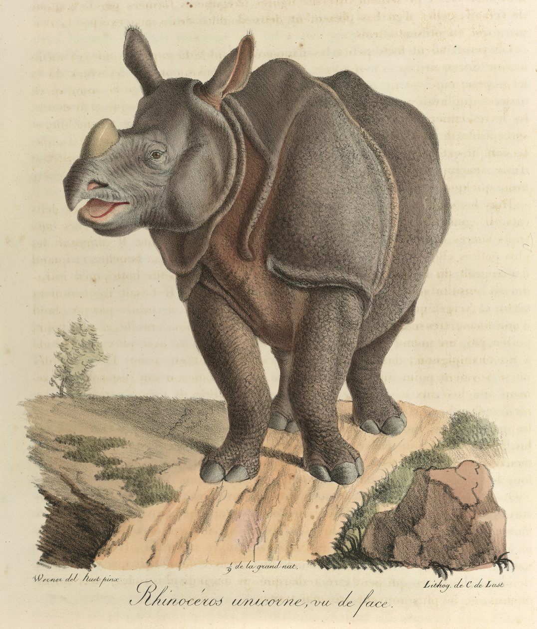 犀牛犀牛，选自《哺乳动物的自然史》（彩色石版画） 作者 法语学校