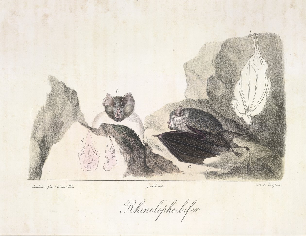 Rhinolophe bifer.吸血蝙蝠，选自《哺乳动物自然史》（彩色石版画） 作者 法语学校
