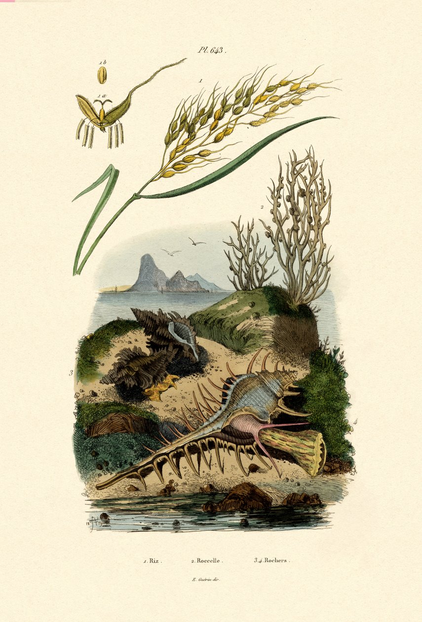赖斯，1833年至1939年 作者 法语学校