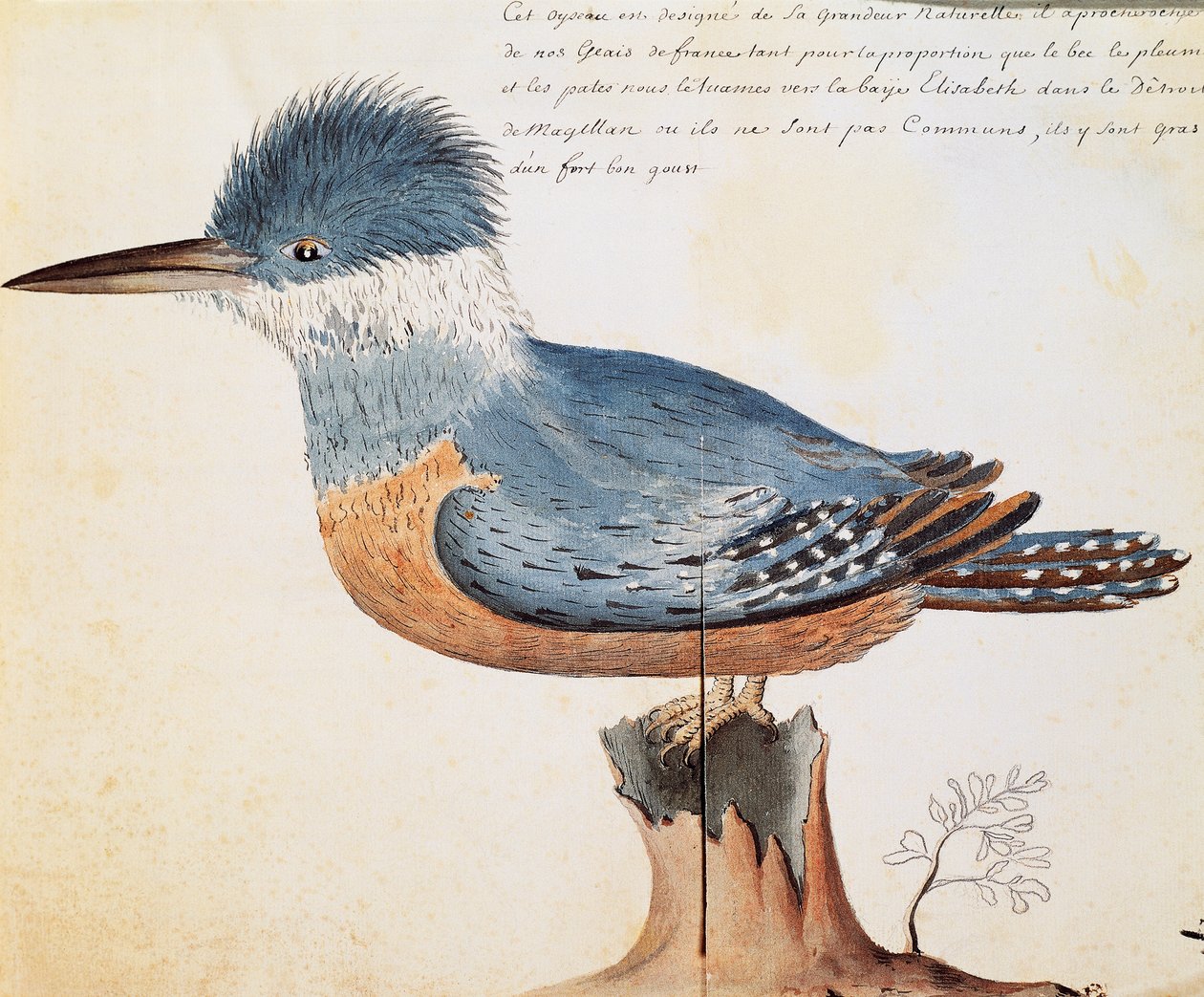 环形翠鸟（Megaceryle torquata），伊丽莎白湾，麦哲伦海峡，Jacques Gouin de Beauchesne（1652-1730）的日志中的水彩画，1698年至1701年，法国皇家南方海洋公司的船长。 作者 法语学校