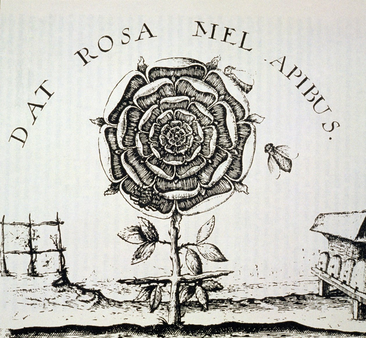 Rosicrucian Allegory，Johann Theodore de Bry（约1598年）的版画复制品，用于19世纪后期出版的“魔法史” 作者 法语学校