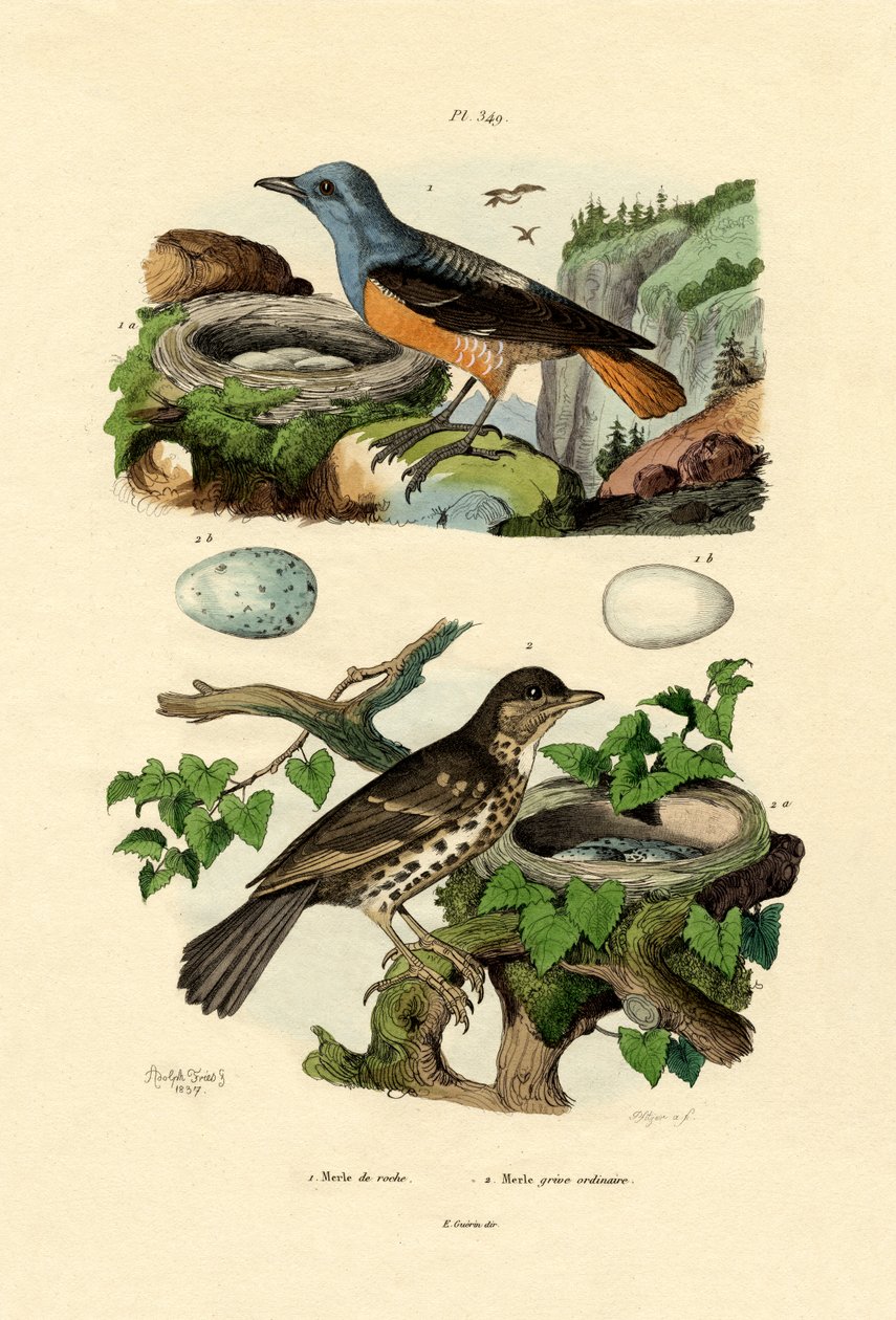 阿道夫-弗里斯（Roufus-tailed Rock-thrush）。 作者 法语学校
