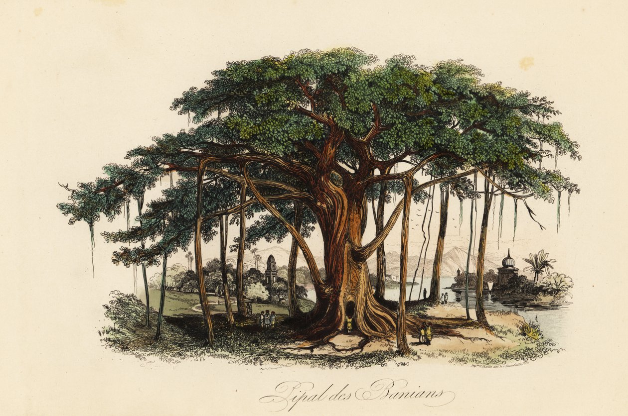 神圣的无花果树、Ficus religiosa，亦称菩提树、榕树、榕树、pippala树、peepul树、peepal树或者ashwattha树 作者 法语学校