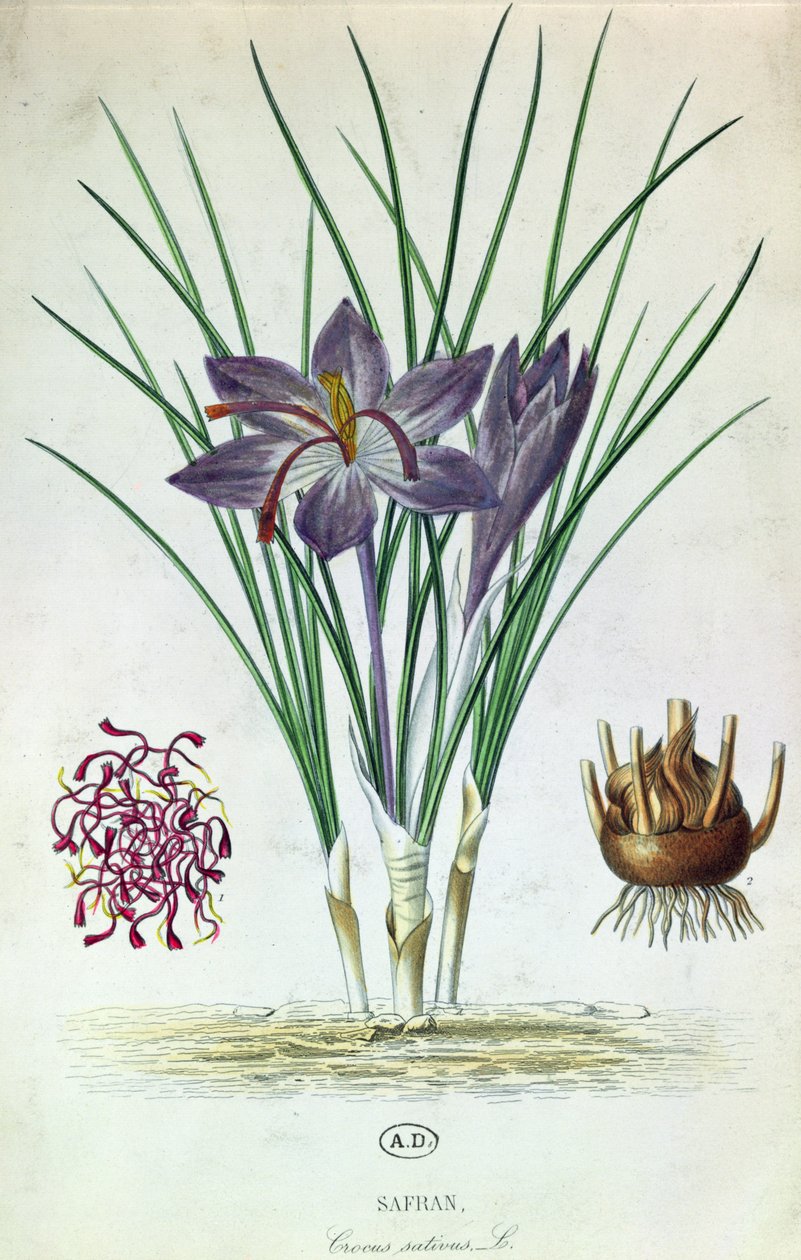 藏红花（Crocus Sativus） 作者 法语学校