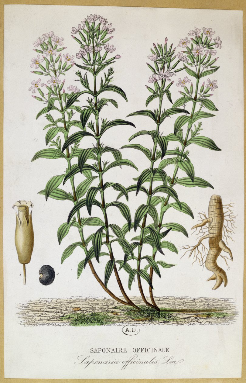 Saponaria officinalis，19世纪（彩色雕刻） 作者 法语学校