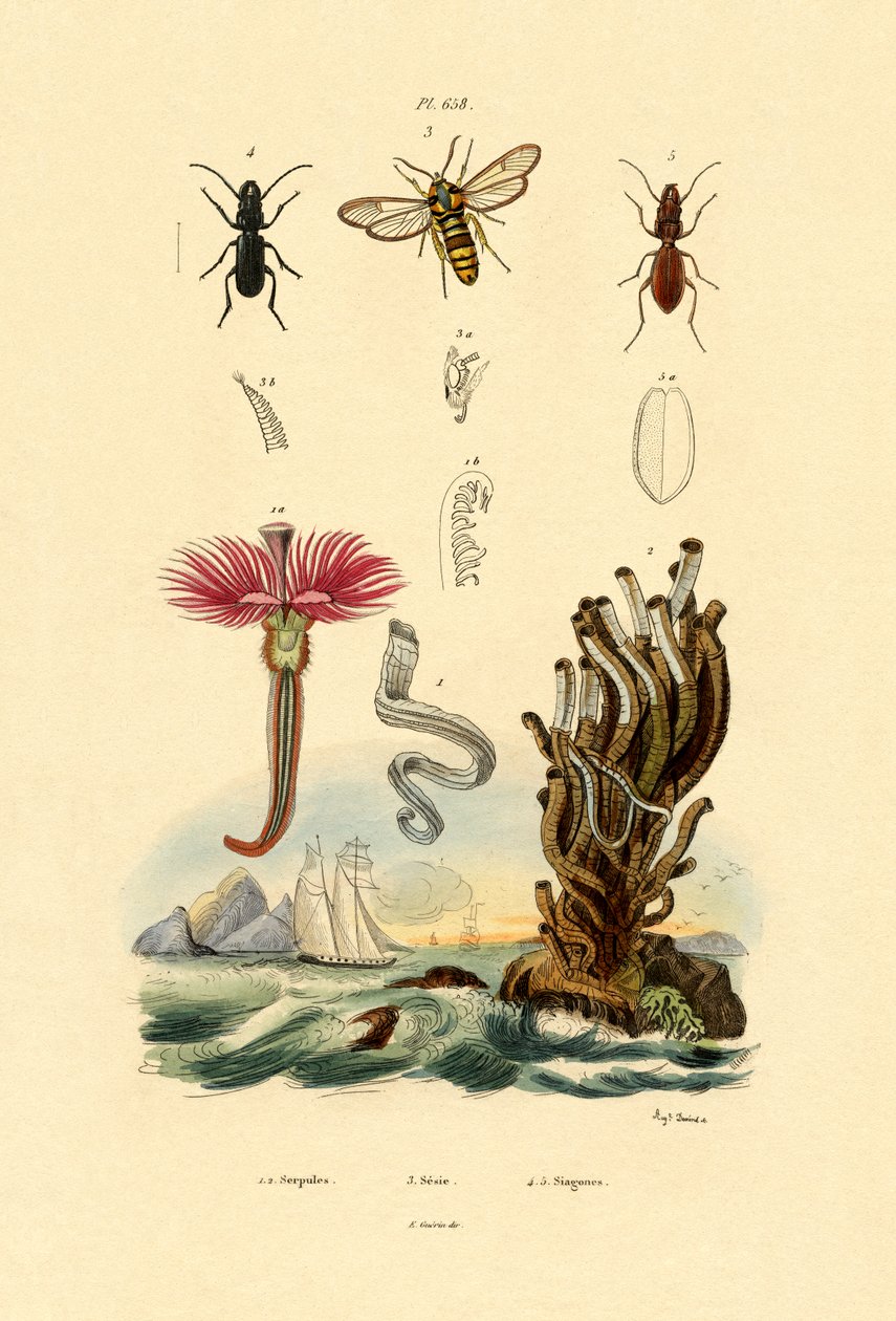 Serpulids，1833-39 作者 法语学校