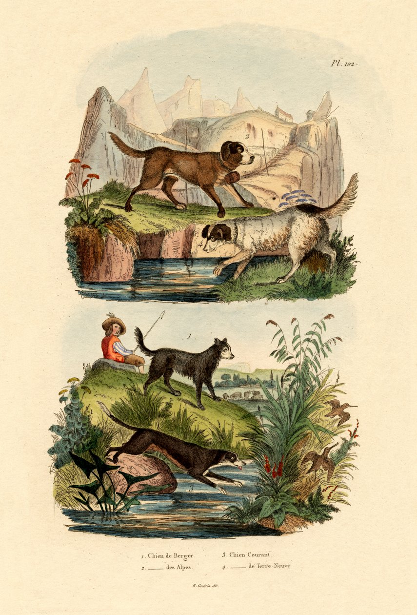 牧羊犬，1833-39 作者 法语学校