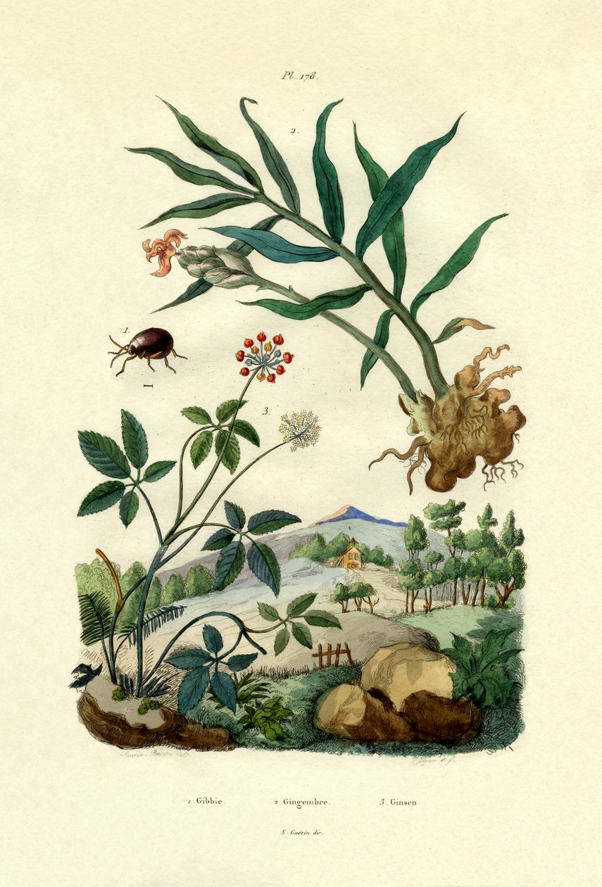 闪亮的蜘蛛甲虫，1833年至1939年 作者 法语学校