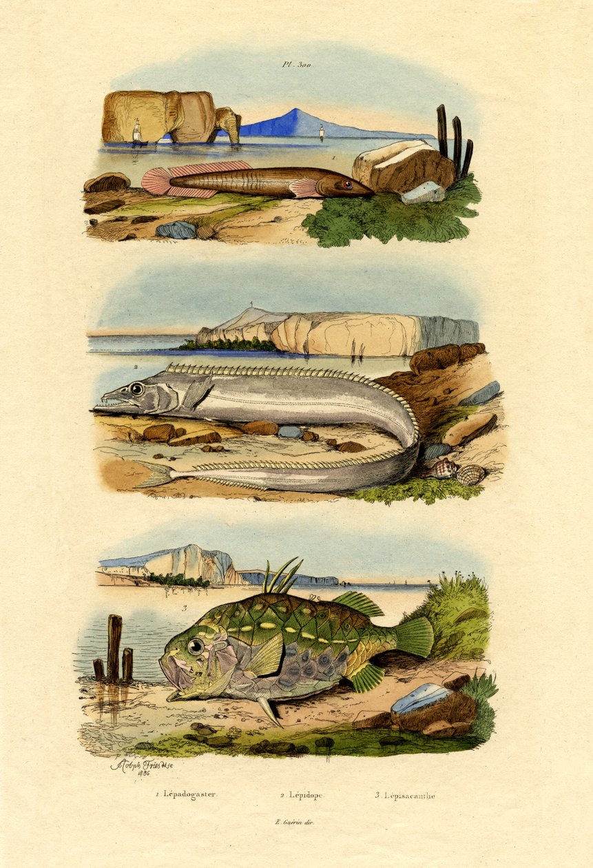 Shore Clingfish，1833-39 作者 法语学校