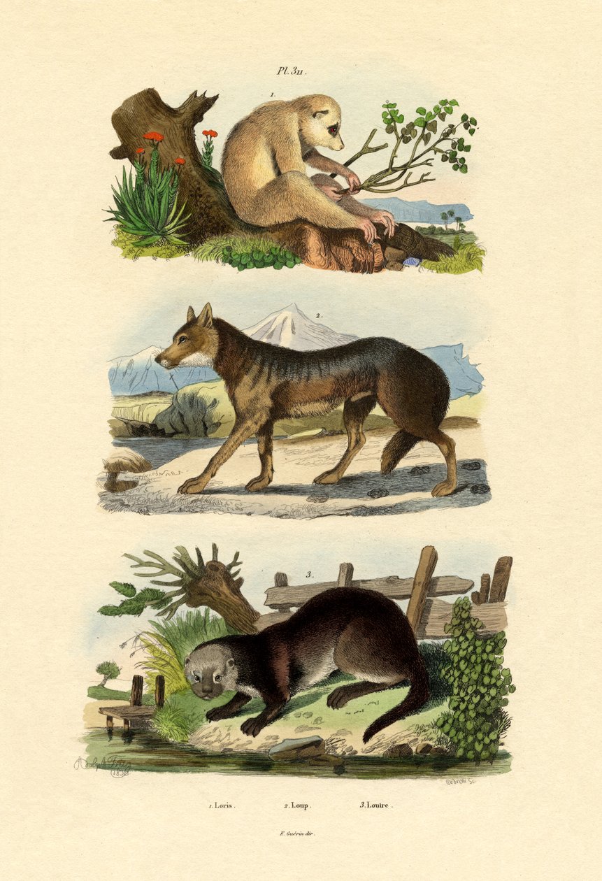 懒猴，1833-39 作者 法语学校