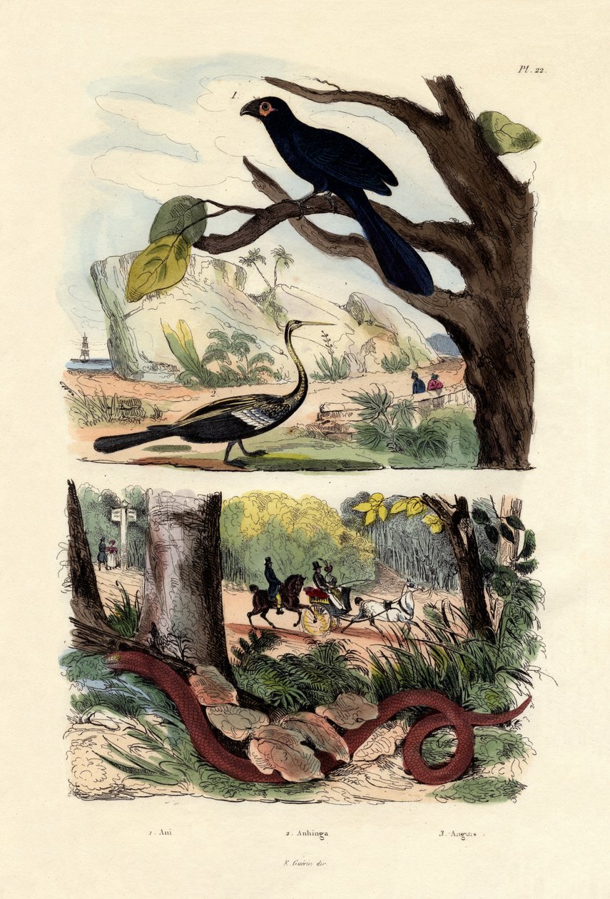 光滑的Ani，1833-39 作者 法语学校