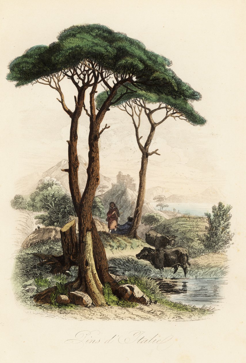石松，Pinus pinea，又称意大利石松、伞松和梧桐松 作者 法语学校