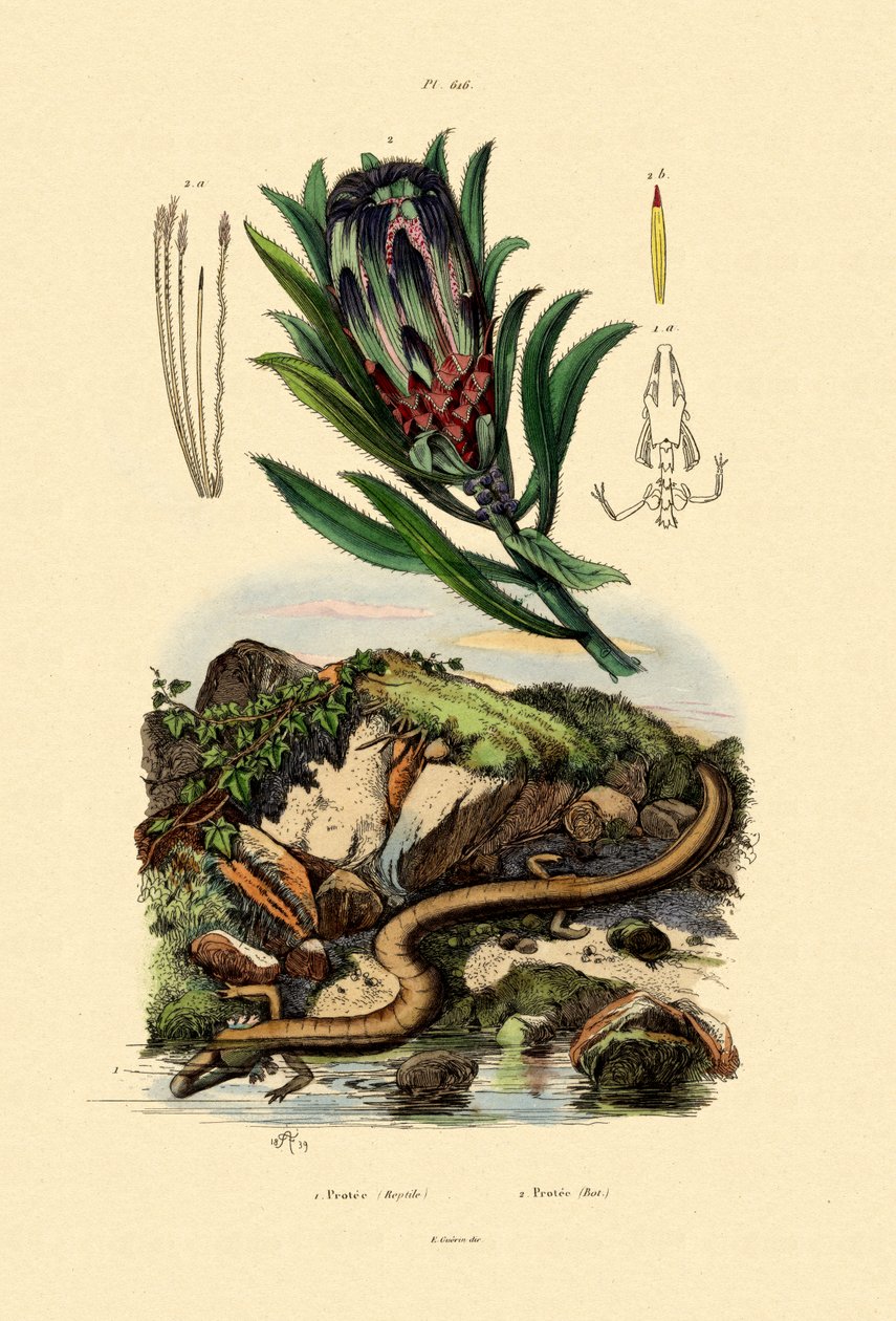 Sugarbush，1833-39 作者 法语学校