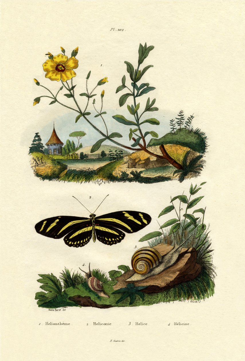 Sunrose，1833-39 作者 法语学校