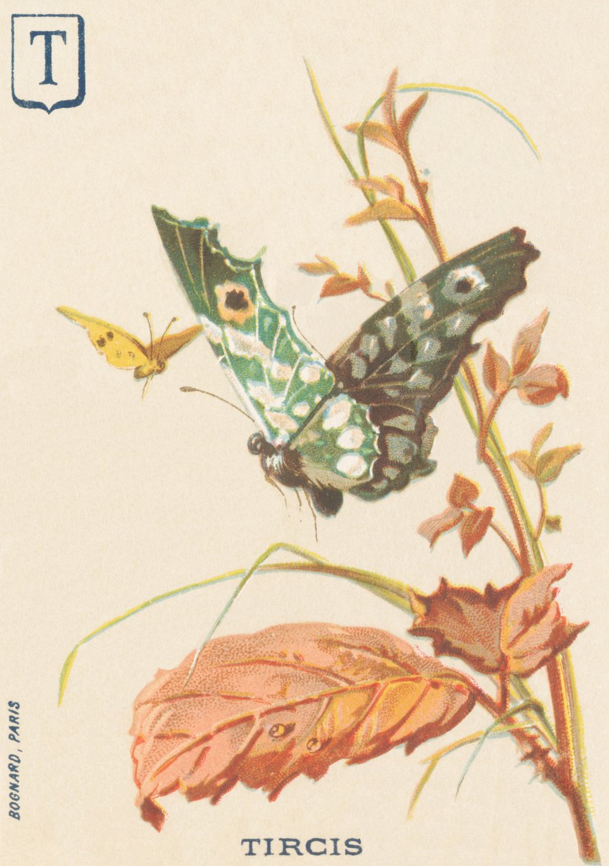 T: Tircis (Pararge aegeria) 作者 法语学校