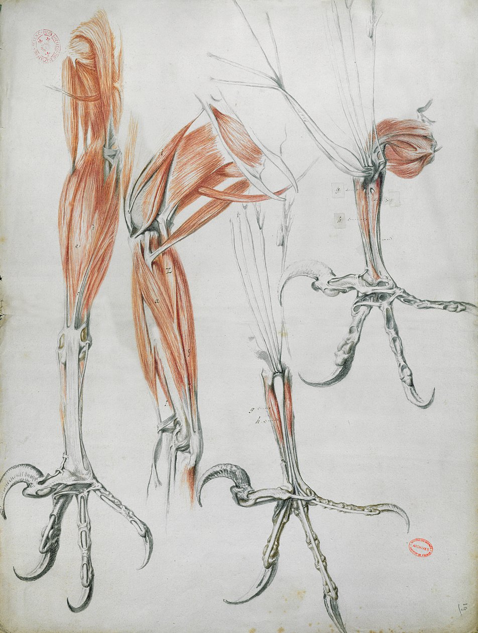 鹰的爪子，来自The Clacan Perrault的Mecanique des Animaux（1613-78）c.1670（彩色铅笔在纸上） 作者 法语学校