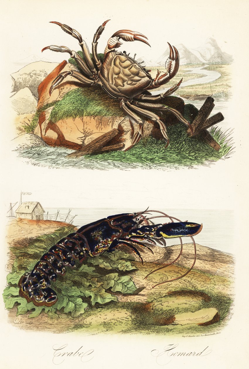 塔斯马尼亚巨蟹、Pseudocarcinus gigas 和欧洲龙虾 Homarus gammarus 作者 法语学校
