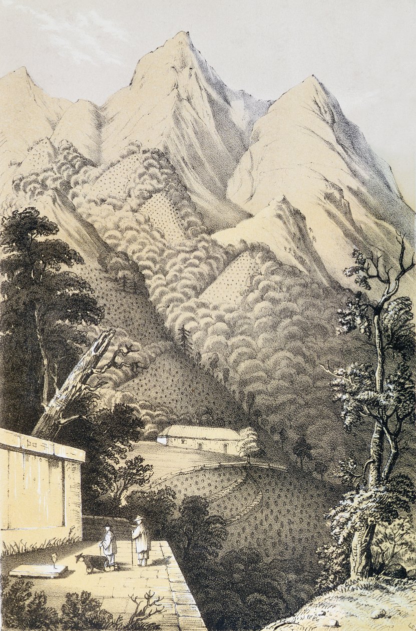 中国绿茶区的茶园，取自中国茶叶之乡，1852年首次出版，由罗伯特财富（1812-1880） 作者 法语学校