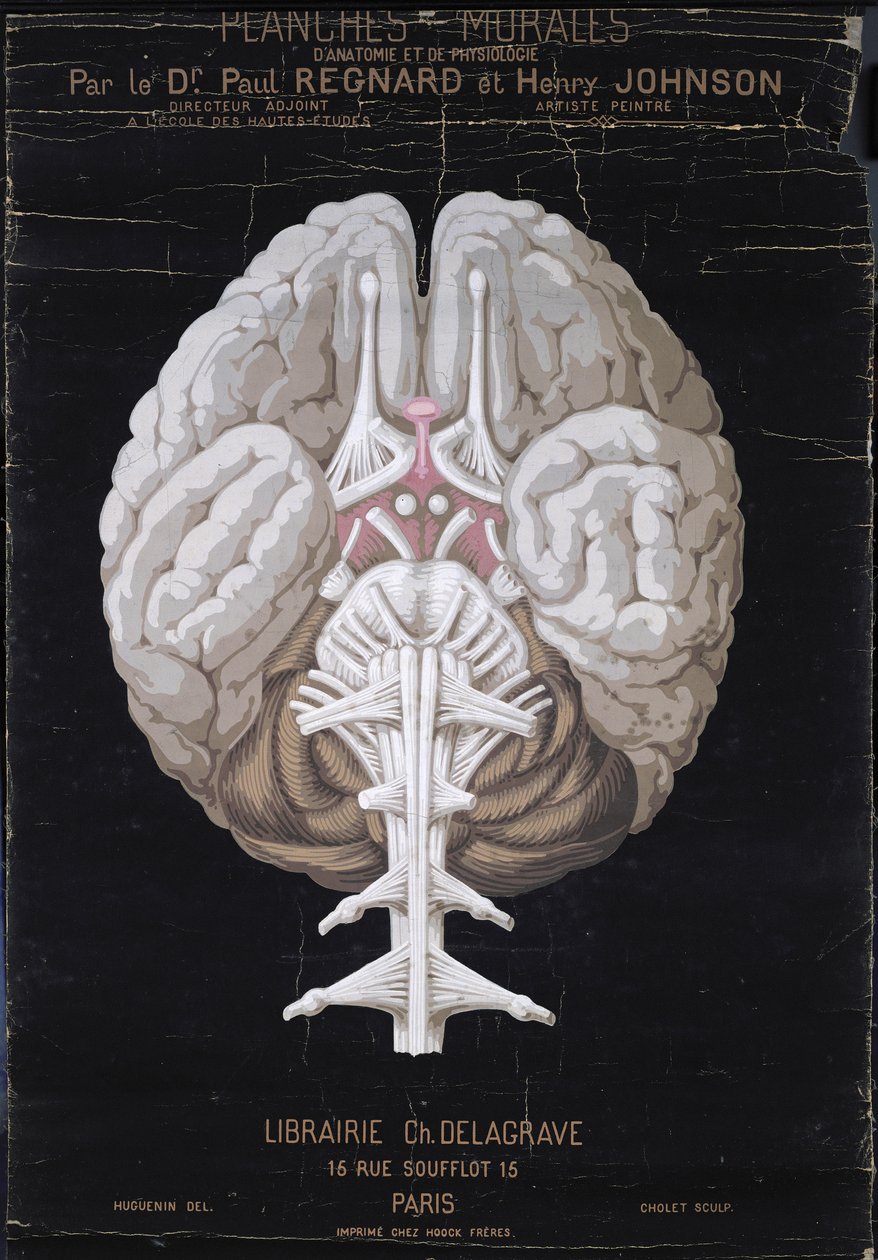 大脑，来自Planches Murales dAnatomie et de Physiologie by Paul Regnard博士和Henry Johnson 作者 法语学校