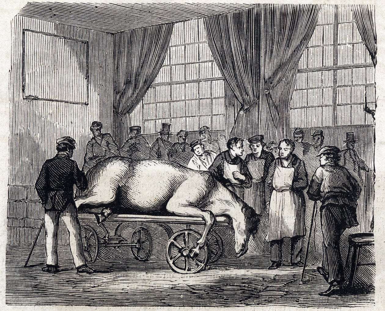 阿尔福国家兽医学校 - Les grandes écoles de france - école veterinaire de maison alfort en 1866 - la salle d