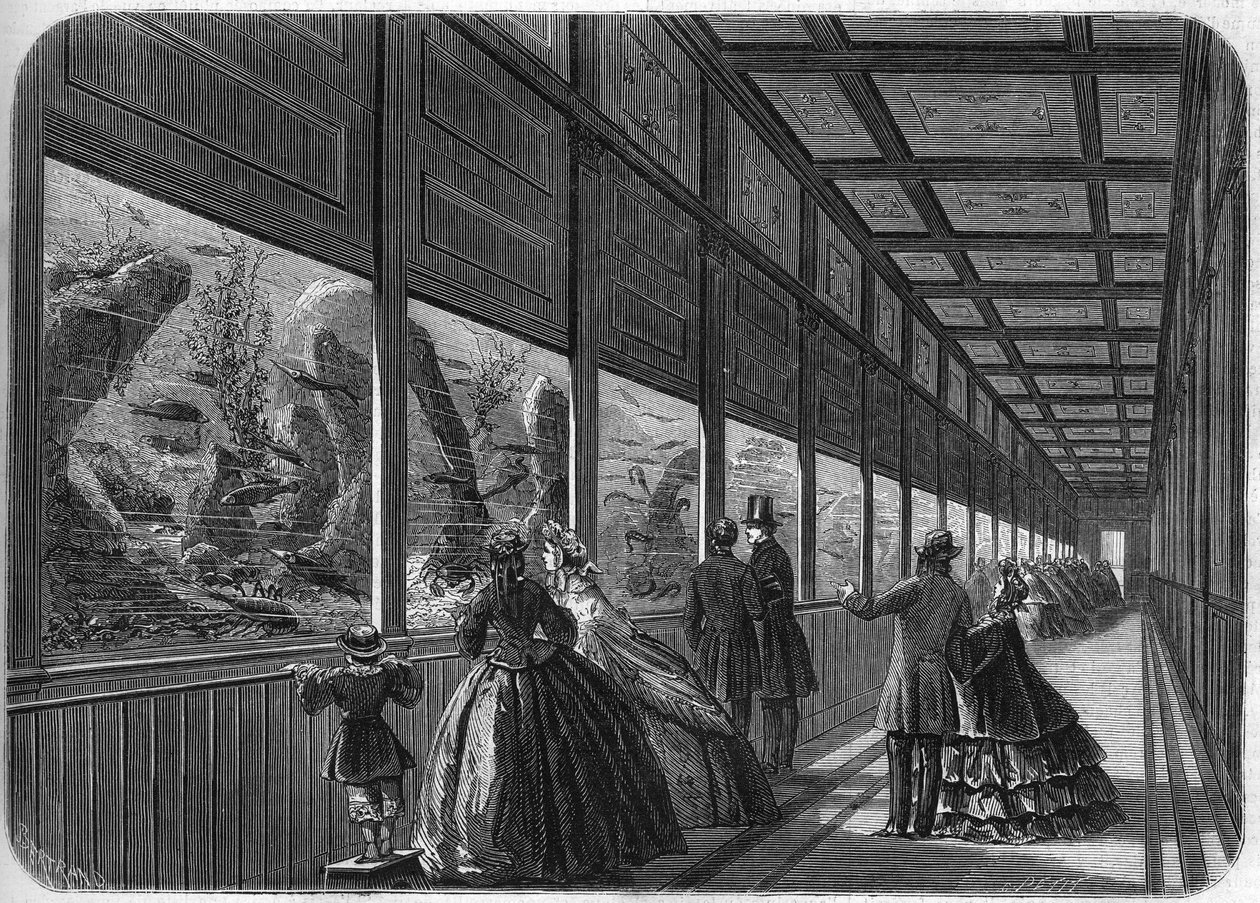 The aquarium of the Paris acclimatization garden in 1863. 作者 法语学校