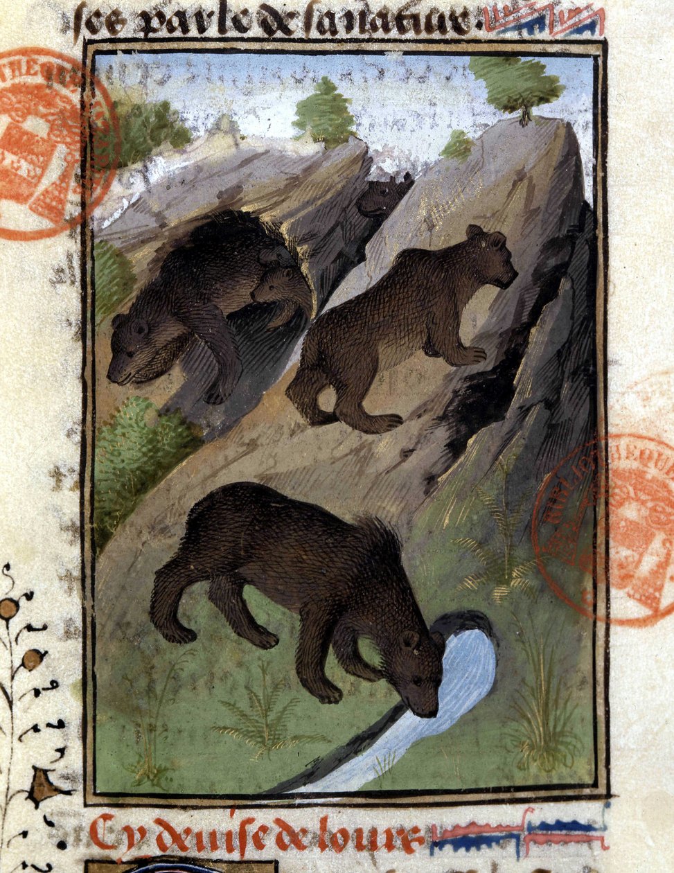 The bear - in “” The Hunting Book of Gaston Phoebus, Count of Foix, Lord of Béarn”” 作者 法语学校