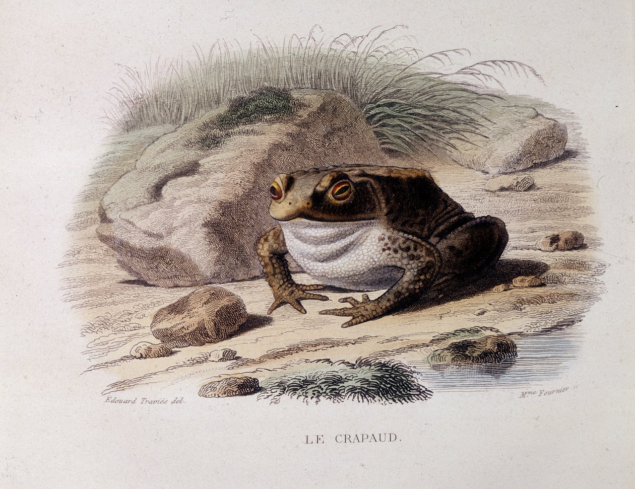 普通蟾蜍（Bufo bufo）——在“”Lacepede“” 作者 法语学校