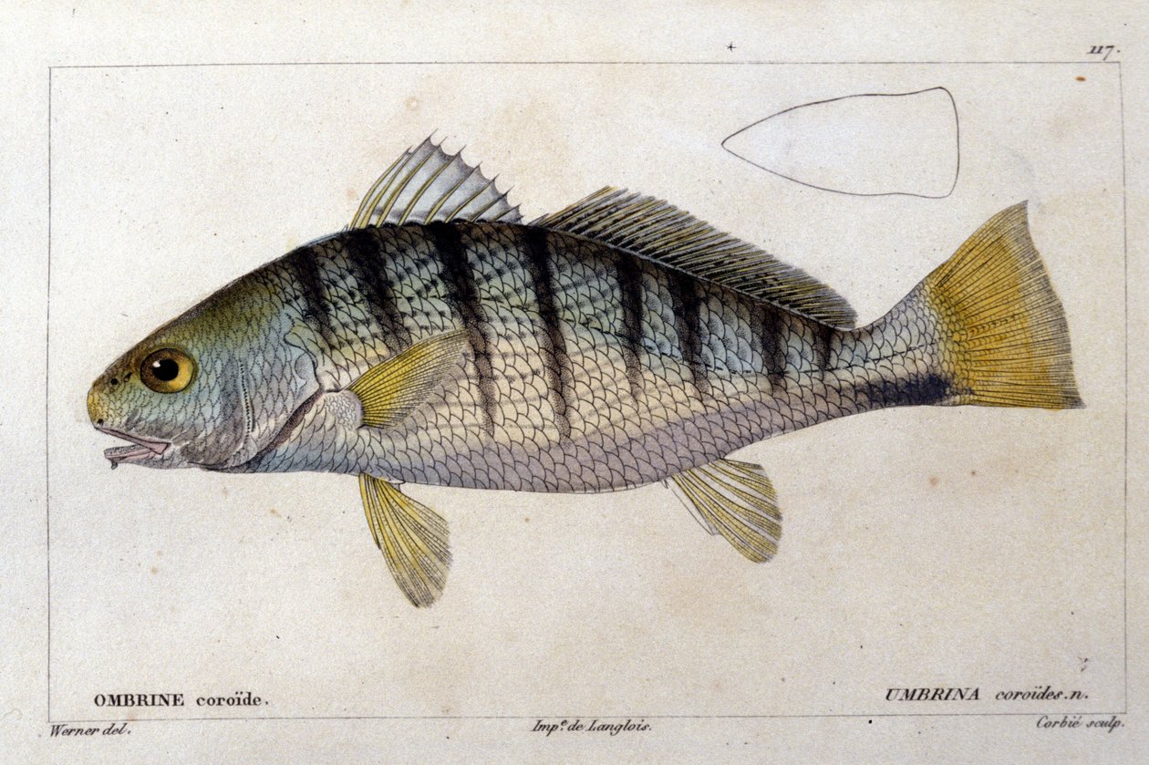The coroid umbrine after “” Histoire naturelle des poissons”” by Cuvier, Valenciennes, Paris 作者 法语学校