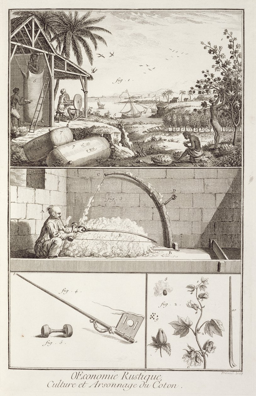 棉花的种植，来自Denis Diderot（1713-84）的百科全书，由A. Provost（1834-55）镌刻，c.1760 作者 法语学校