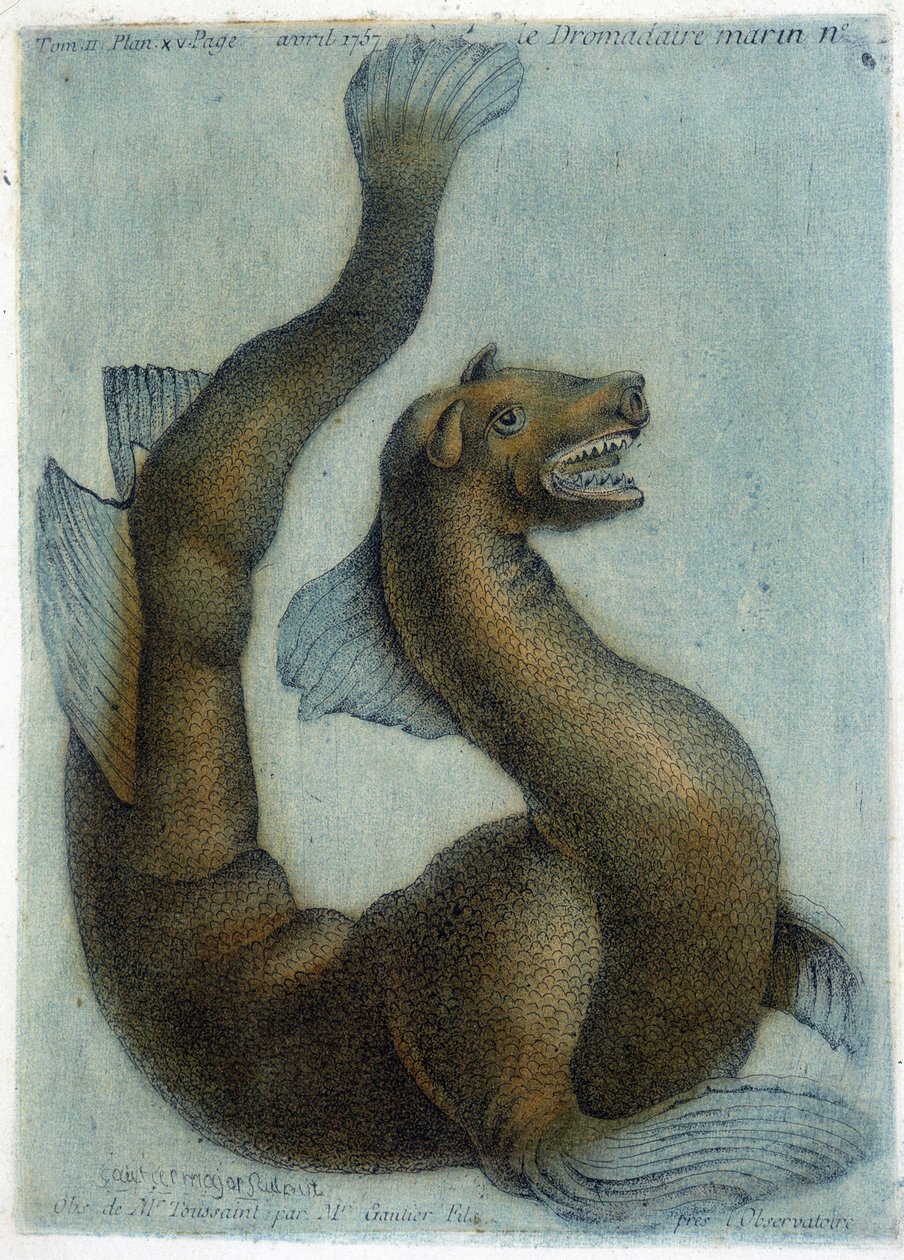 海洋骆驼。 M. Toussaint (1756) 在“物理、自然历史和艺术的定期观察”中的插图。 作者 法语学校