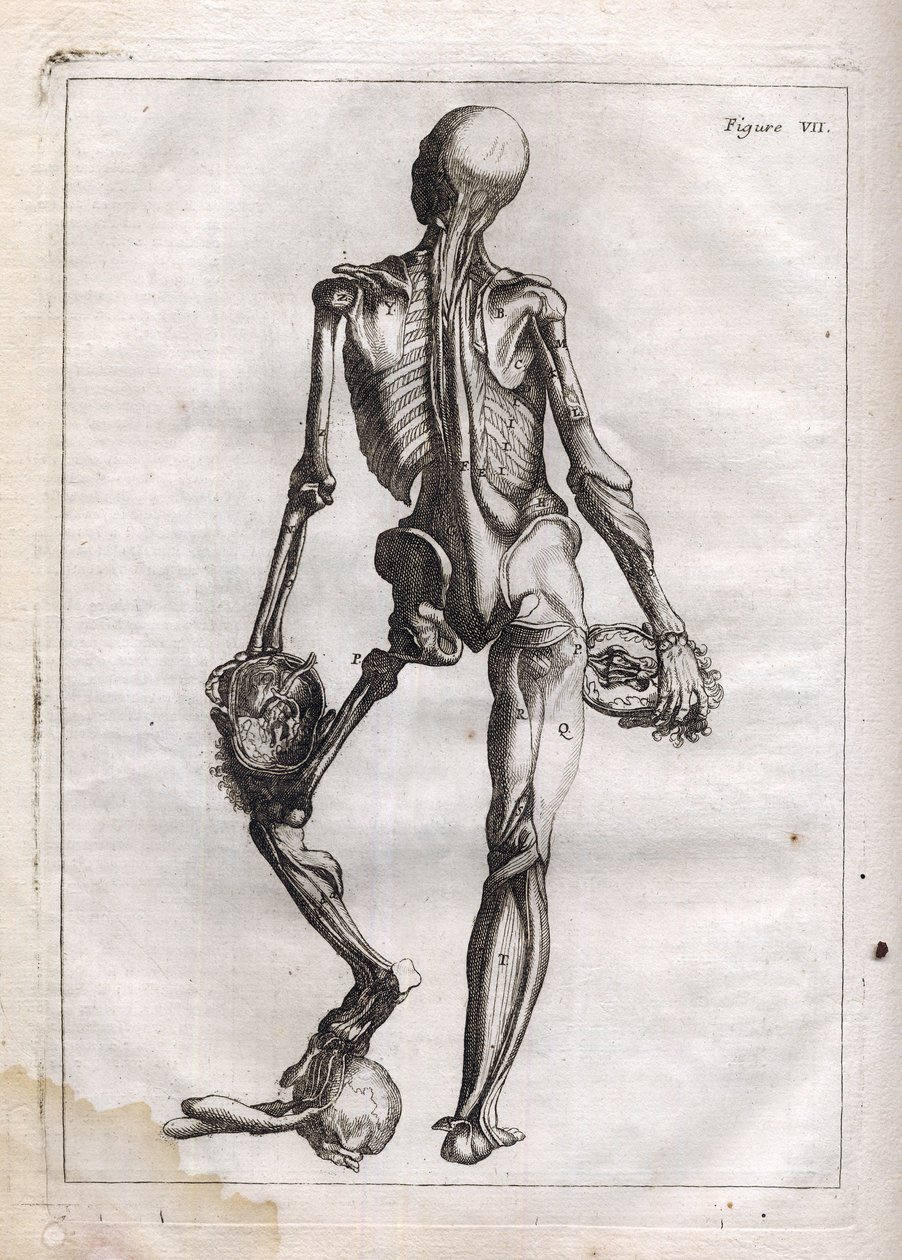 这个图可以满足那些想看兵团 depouille to the Bones 的好奇心——雕刻在“抽象解剖，适应绘画和雕塑艺术”——“”解剖学，accommode aux Arts de peinture et雕塑， 和 pu 作者 法语学校