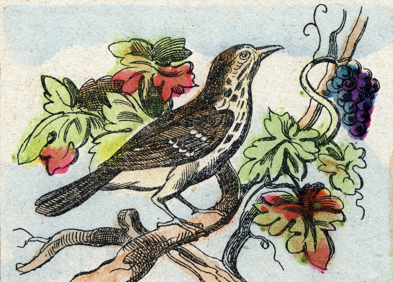 画眉。 雕刻在“Buffon Alphabet des Oiseaux n 1”。 3rd Serie N 1. Epinal, Epinal, 19 世纪后期的成像。 16 页。 尺寸：28x21cm 作者 法语学校