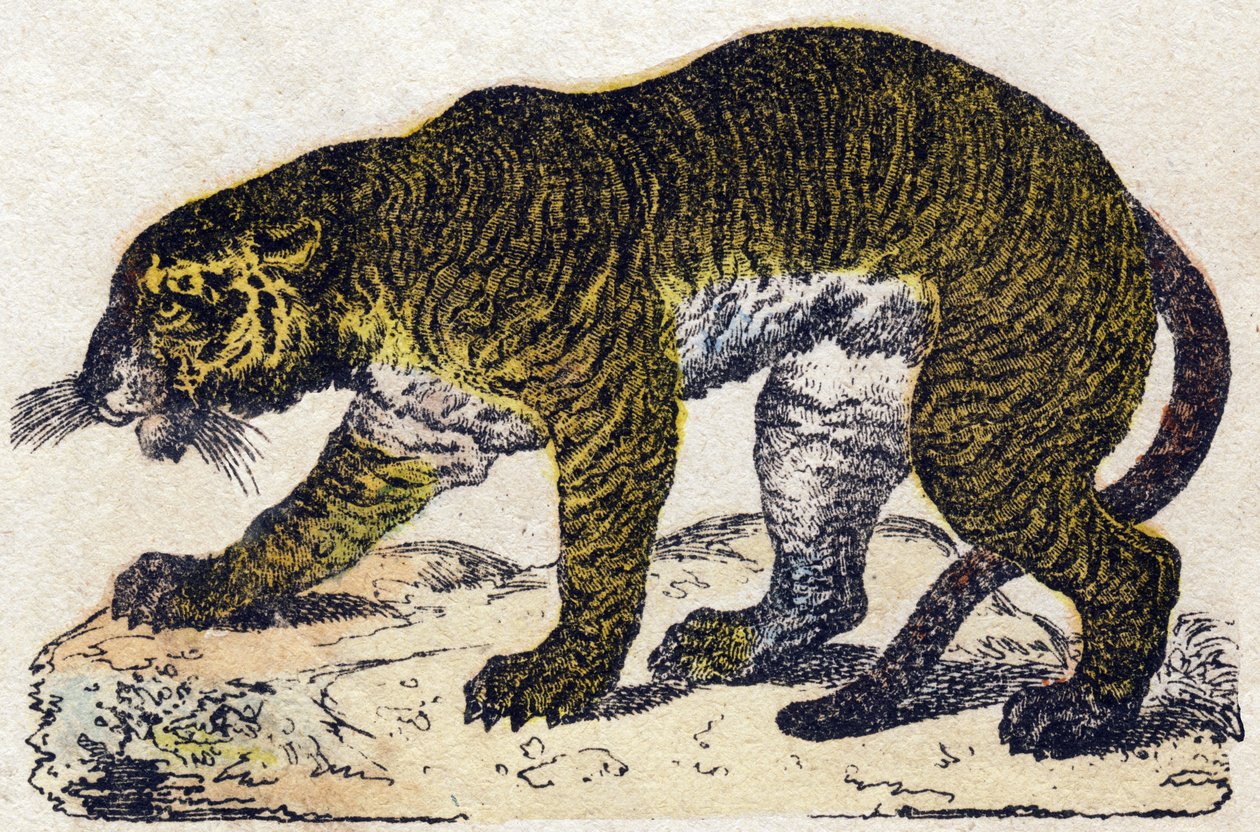 老虎。 雕刻在“”Alphabet des animaux sauvages””。 第 9 个系列。 埃皮纳勒 (Epinal)、佩勒林 (Pellerin) 的图像，大约 1870 年。木版画，钢印。 16 页。 昏暗：20 x 15 厘米。 私人收藏 作者 法语学校