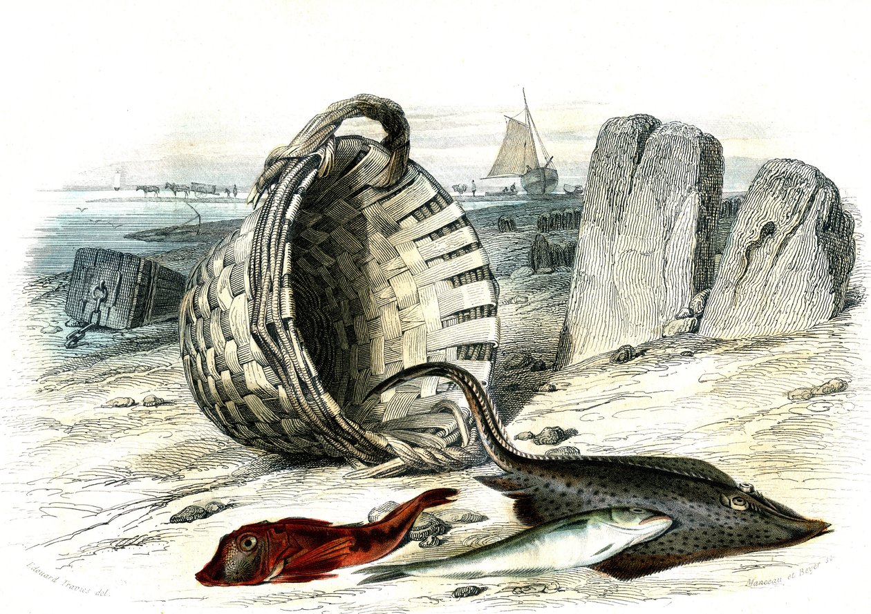 Trigle grondin (Trigle cuculus)、鳕鱼 (merlangius merlangus)、raiegrondin (dipturus batis) - Bernard Germain de Lacepede（1856-1925）从 Histoire Naturelle 中提取的图版，P.Furme 版，巴黎 作者 法语学校