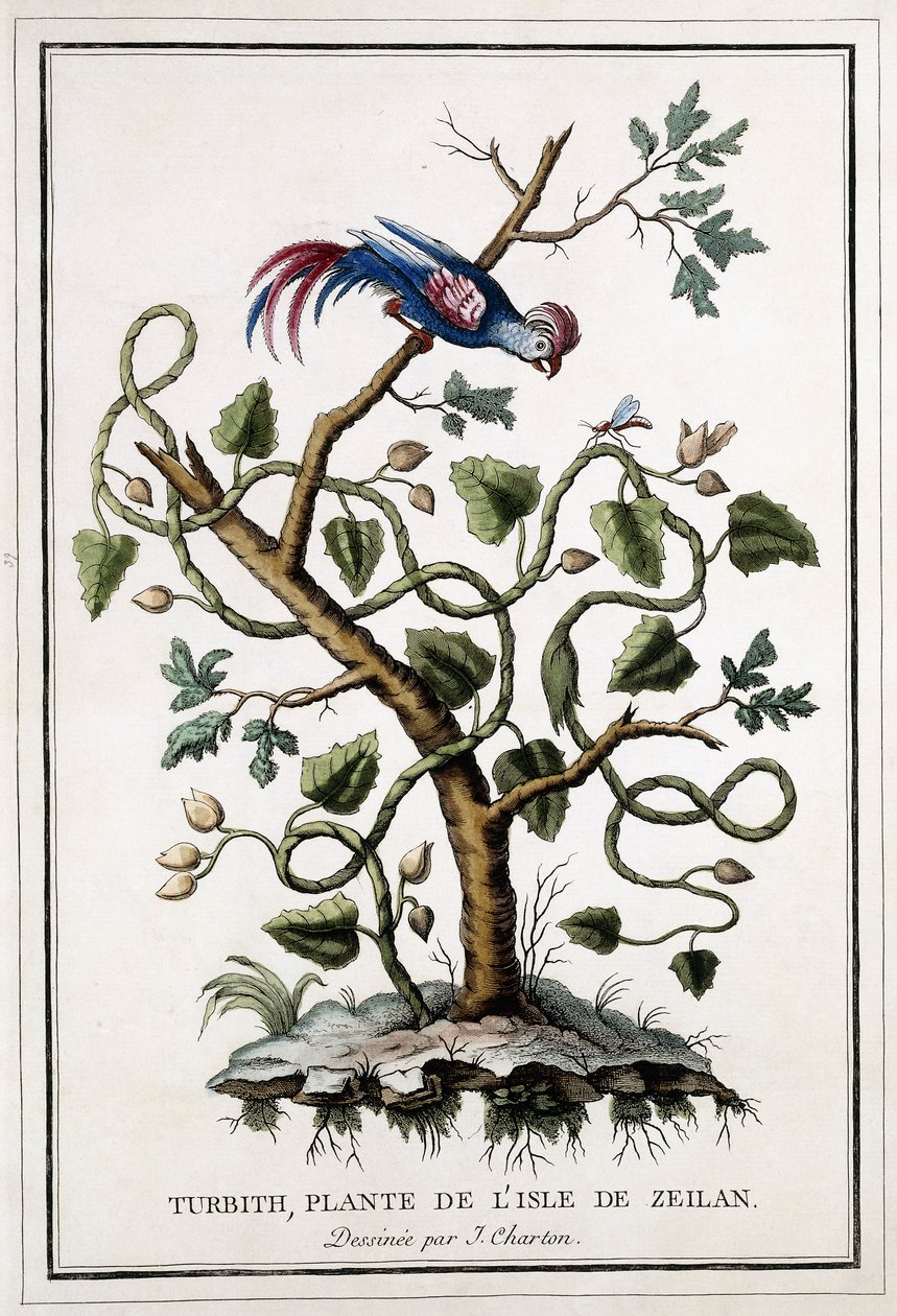 Turbith，Zeilan岛的植物，1784年 作者 法语学校