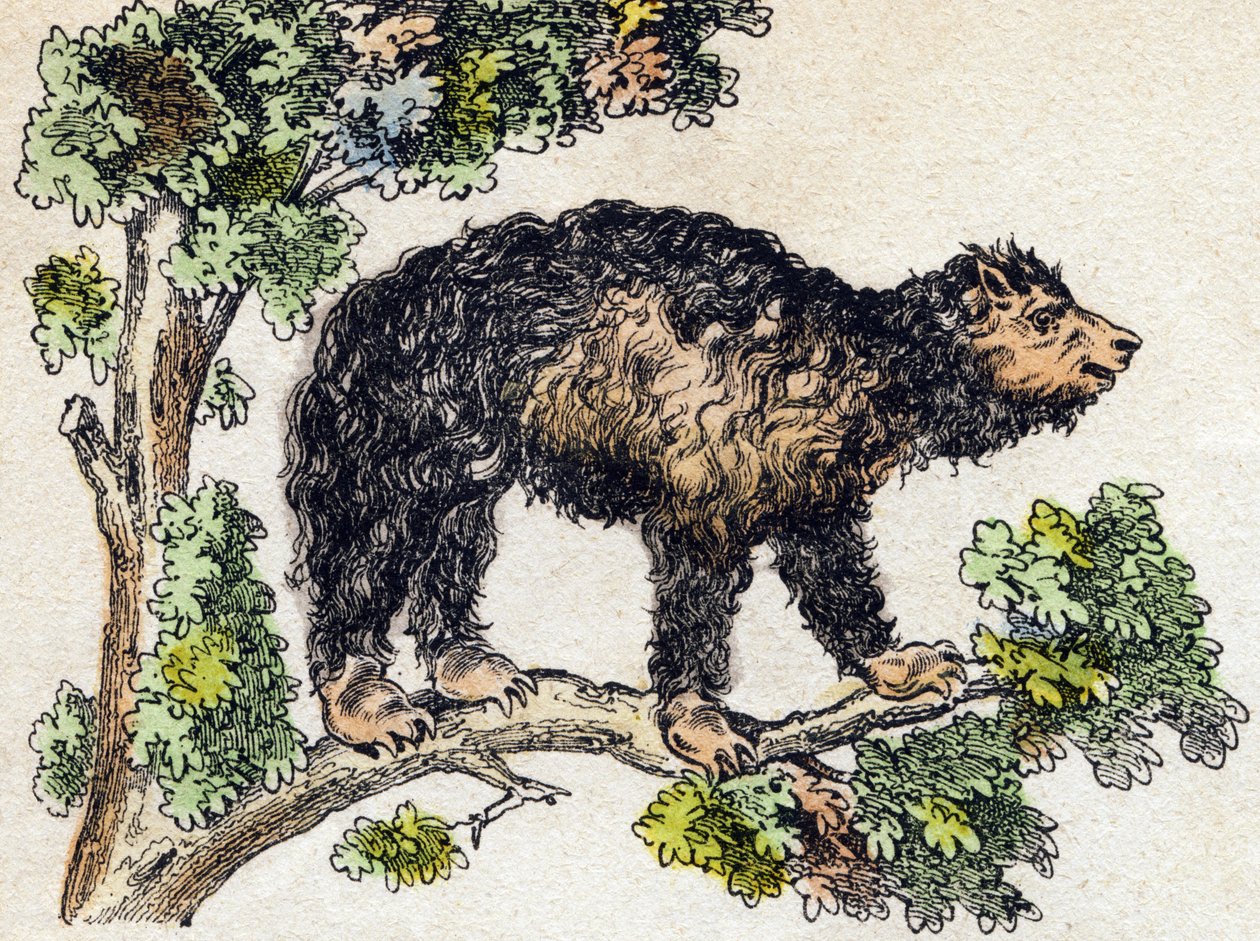 Unau (lazy). Engraving in “” Alphabet des animaux sauvages””. 9th Serie. Imagery of Epinal, Pellerin, printer-publisher, circa 1870. Engravings on wood, stencilled. 16 pages. Dim: 20 x 15 cm. Private Collection 作者 法语学校