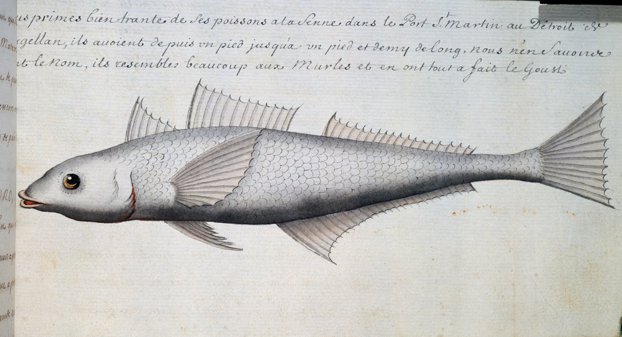 无名鱼，麦哲伦海峡，Jacques Gouin de Beauchesne（1652-1730）的水彩画，他是1698年至1701年法国皇家海洋公司的船长。 作者 法语学校
