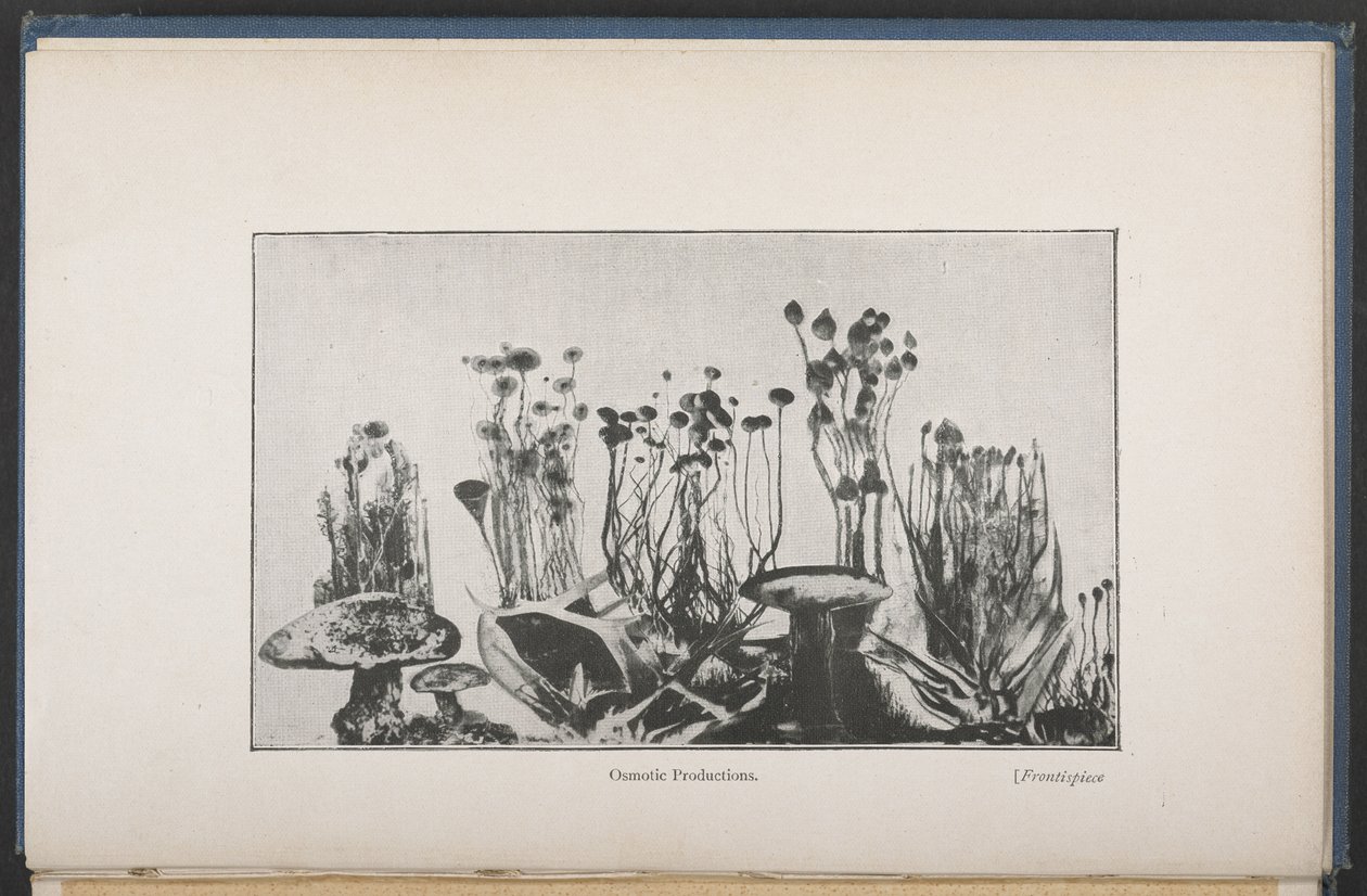 Végétation osmotique，图 62，第 163 页，选自 "The Mechanism Of Life"（英文版）。 作者 法语学校
